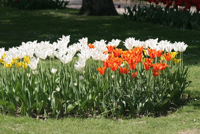 Tulipes a Morges 2007 - 094